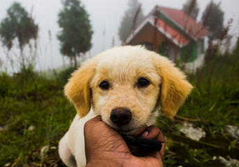 holding a cute puppy on a foggy day.