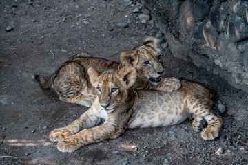 baby lion siblings in Guatemalan zoo