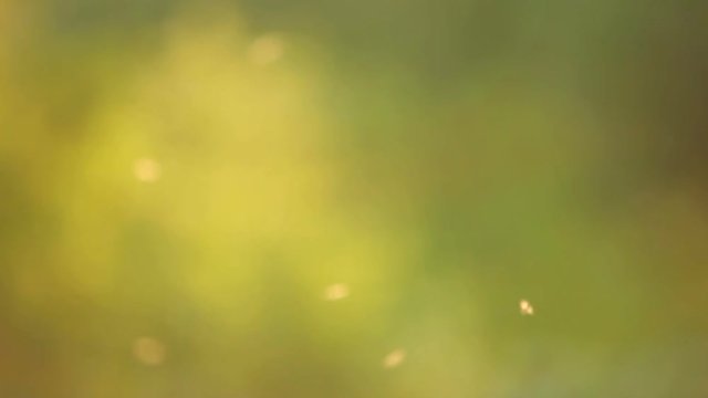 Summer natural background with gnats fying in the sunset light.
