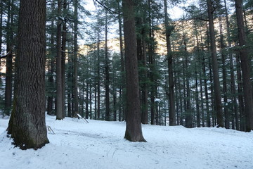 forest in winter