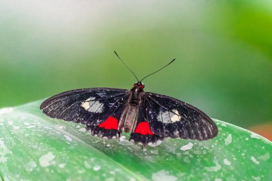 Parides iphidamas butterfly, with open wings, on a green leaf