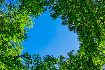 Fototapeta premium green birch foliage and blue summer sky