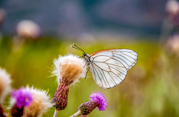 Spring and Butterfly in Antalya, Turkey. May 2013