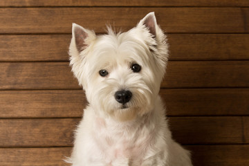 The West highland white Terrier sits against a wooden wall. Close up
