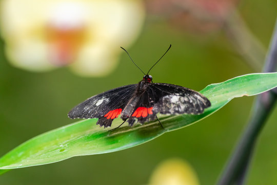 Parides iphidamas butterfly, with open wings, on a green leaf