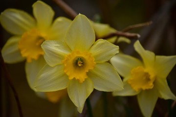 Fototapeta premium 水仙の花～Daffodils flowers.