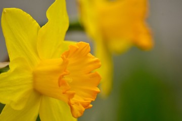 水仙の花～Daffodils flowers.
