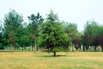 pine tree in a park