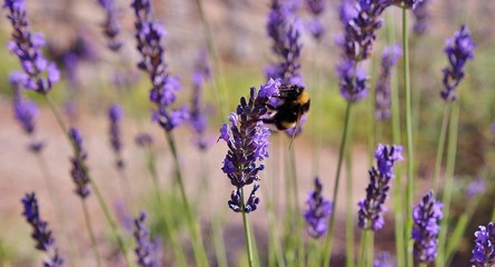 Fototapeta premium Abeille sur lavande