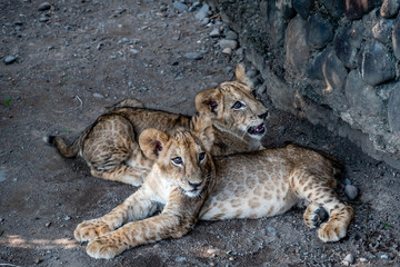 baby lion siblings in Guatemalan zoo