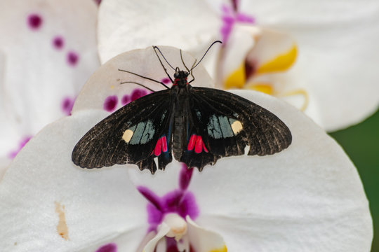 Parides iphidamas butterfly, with open wings, on a white orchid flower