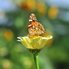 butterfly on flower