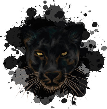 Black Panther on grunge background - vector illustration