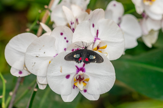 Parides iphidamas butterfly, with open wings, on a white orchid flower
