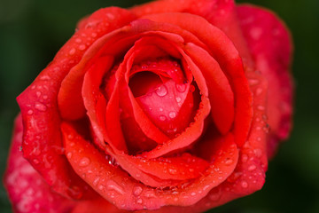 Bright red rose with water drops and morning sun on green background. Macro. close up.