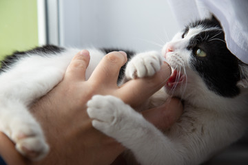 Cat playing with a caucasian human hand.