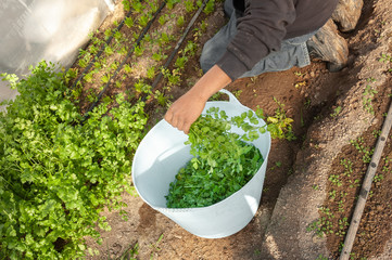 A man kneeling in the dirt places a large bunch of freshly harvested cilantro into a white bucket.