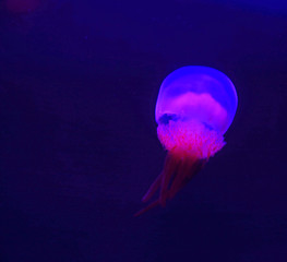 nettle jellyfish