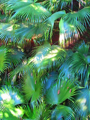 Obraz premium Plantas verdes 2