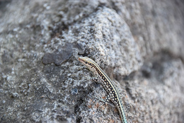 Lacertidae, Eidechse, suche, stein, grass, grau