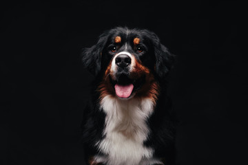 Close-up portrait of Bernese Mountain Dog looks into camera against black background