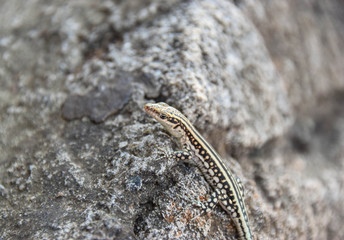  Lacertidae, Eidechse, suche, stein, grass, makro