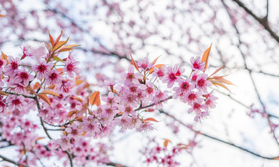 Cherry blossoms in Thailand