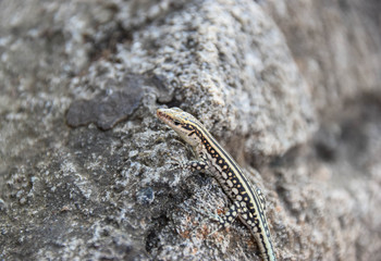  Lacertidae, Eidechse, suche, stein, grass