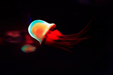 nettle jellyfish © YuanGeng