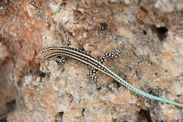  Lacertidae, Eidechse, suche, stein, grass, nahaufnahme