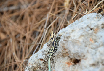  Lacertidae, Eidechse, suche, stein, grass, trocken