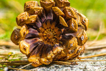 Ponderosa pine cone