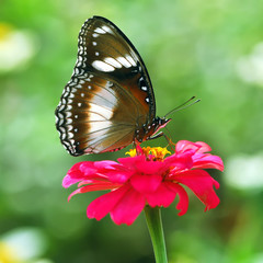 butterfly on a flower
