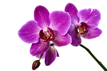 Fototapeta na wymiar Purple orchid flower phalaenopsis, phalaenopsis or falah on a white background. Two purple phalaenopsis flowers in the center. known as orchid moths. Selective focus. Close-up.