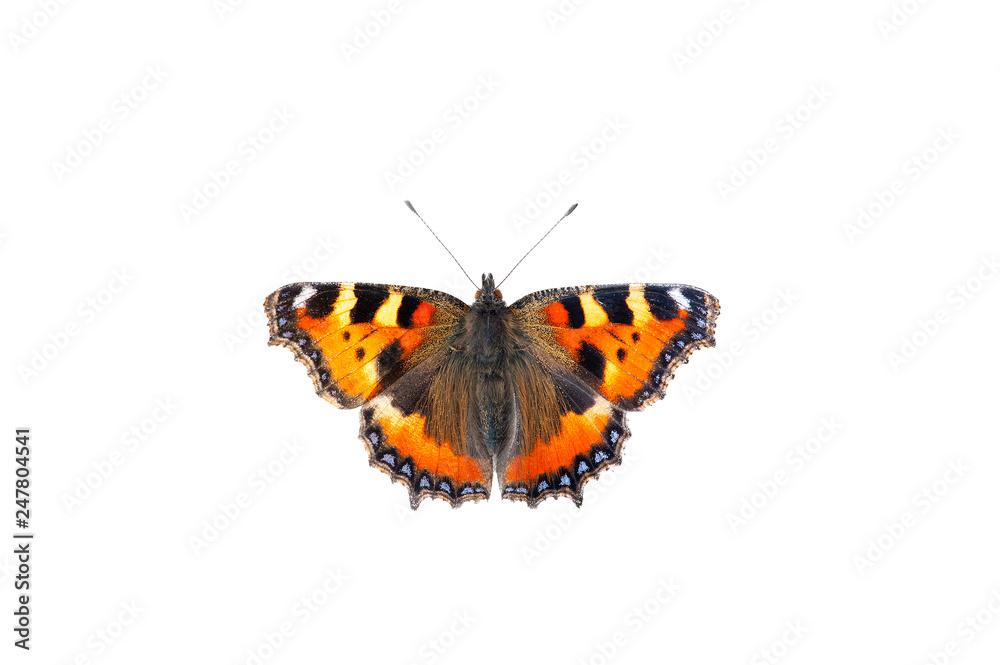 Wall mural British small tortoiseshell Butterfly isolated on white background