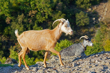 Typical Greek goats grazing on the rock formations of Meteora