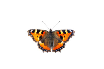 Fototapeta na wymiar British small tortoiseshell Butterfly isolated on white background