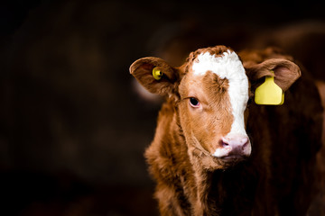 cow calf brown in a barn isolated dark background - obrazy, fototapety, plakaty