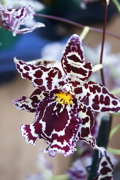 Orchid speckled brassia