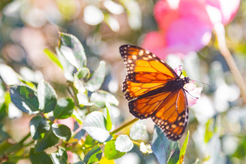Monarch butterfly on rose flower, Buenos Aires, Argentina.