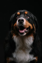 Close-up portrait of Bernese Mountain Dog looks into camera against black background