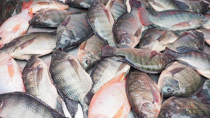 Nile tilapia fresh fish on sale