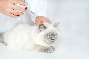 猫に注射をする男性獣医。予防接種、治療、病気、ペット、子猫イメージ
