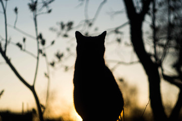 The silhouette of a cat on a background of the twilight sky