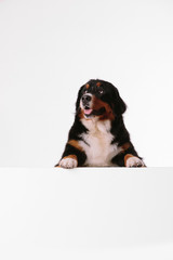 Bernese Mountain Dog looks into camera on white background. dog over white banner or blank white sign