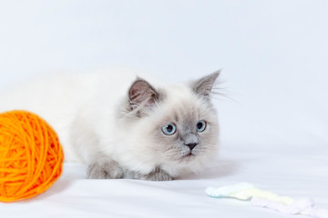 毛糸玉の脇で獲物を狙う視線の子猫。ペット,ネコ,本能,狩猟イメージ