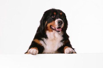 Bernese Mountain Dog looks into camera on white background. dog over white banner or blank white...