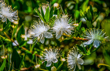 Spring Flowers in Antalya, Turkey. May 2013