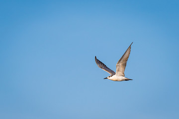 Flying bird on blue sky