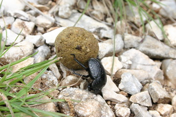 Scarab  (Scarabaeus sacer) 1